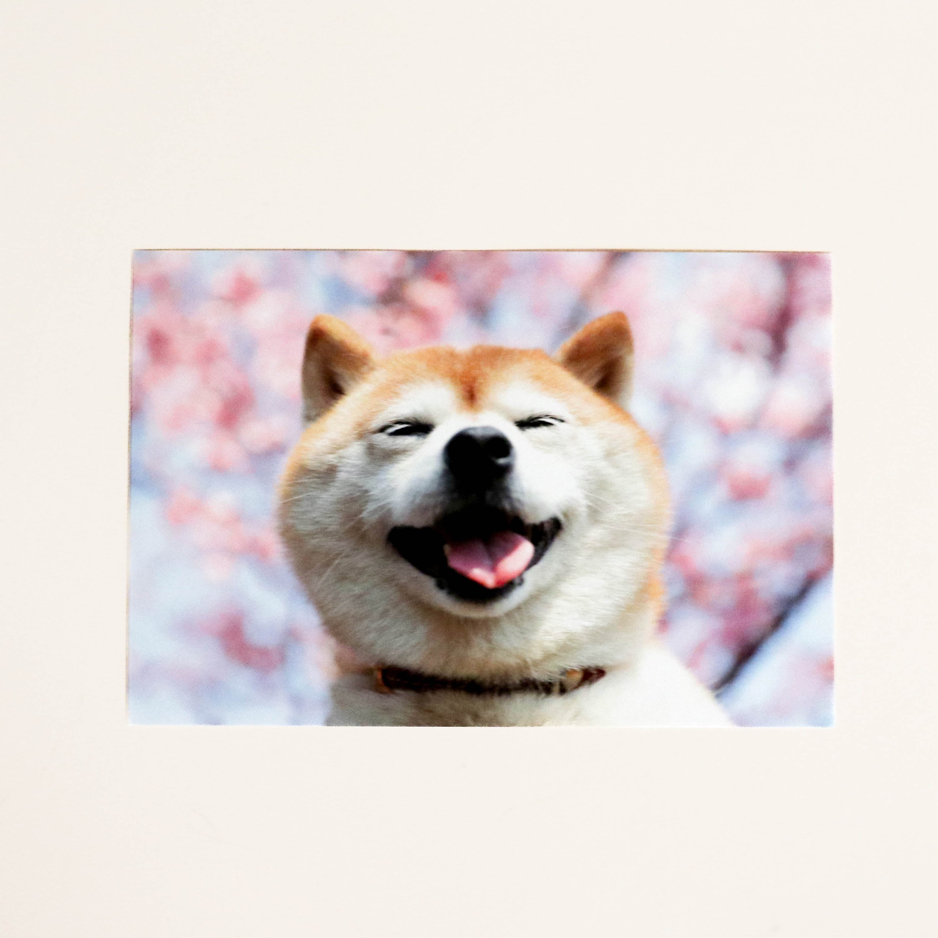 Card with happy Shiba in front of Sakura tree